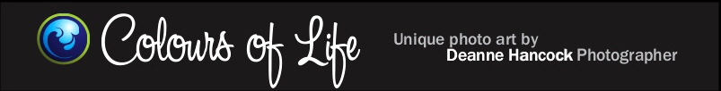 Colours-of-Life_Deanne-Hancock-Tauranga-based-photographer